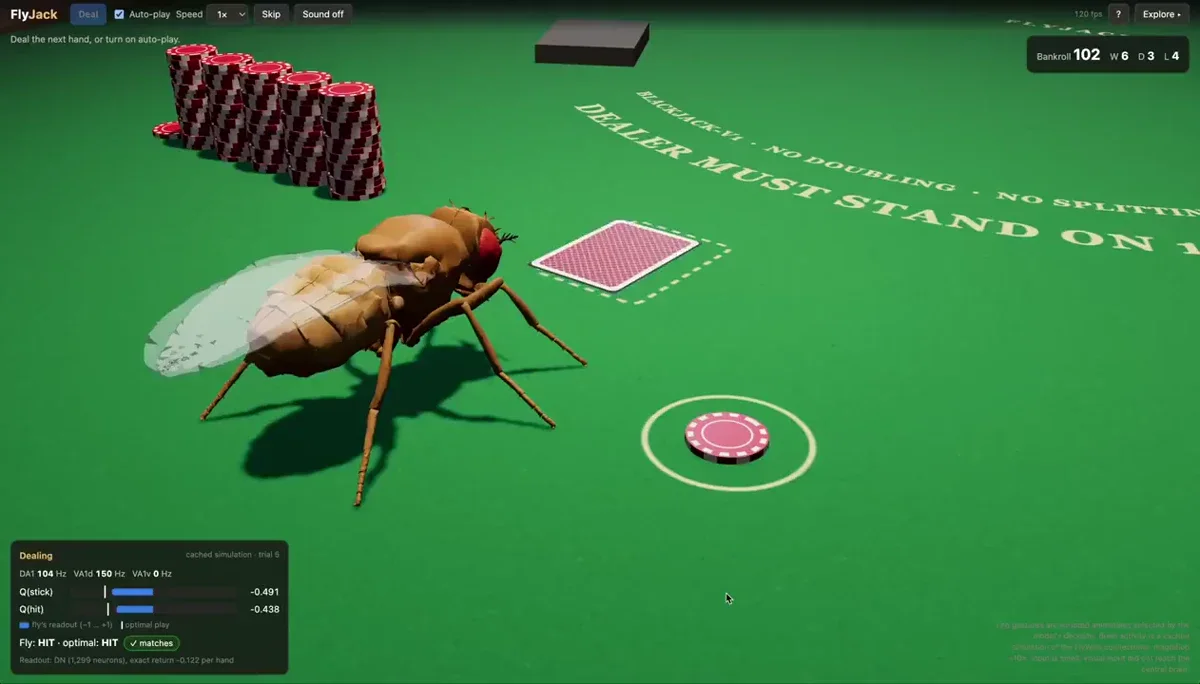 FanPu Zeng: the fly has learned to play blackjack (it's currently up) — public x-twitter post media curated for social post design inspiration.