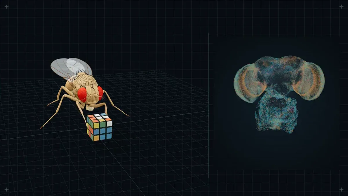 Nick Walton: i trained the fly to solve rubiks cube — public x-twitter post media curated for social post design inspiration.